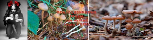 прущие грибы Бородино